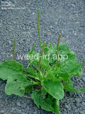 plantain, broadleaf